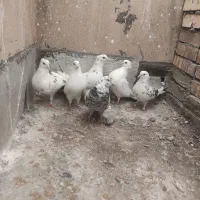 کفتر پرشی|پرنده|تهران, مجیدآباد|دیوار