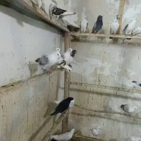 بارجدید|پرنده|دورود, |دیوار