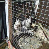 عروس هلندی جفت تخم گذار