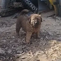 سگ سرابی عراقی پژدر خراسانی آلابای افغان|سگ|کبودرآهنگ, |دیوار