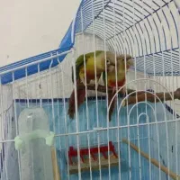 طوطی گیرینچک مولد دستی