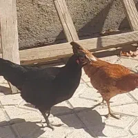 فروش ۳عدد مرغ محلی|حیوانات مزرعه|نقده, |دیوار