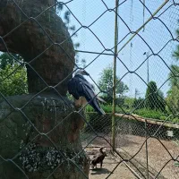 سوییت دو خوابه