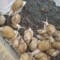 حلزون اپاچینا