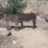 الاغ ماده با کُره ماده..|حیوانات مزرعه|دهدشت, |دیوار