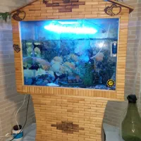 آکواریوم کلبه ای|ماهی|شیراز, آزادگان|دیوار