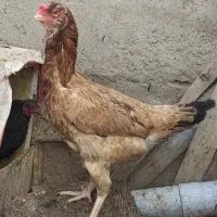 تخم مرغ لاری|حیوانات مزرعه|اردبیل, |دیوار