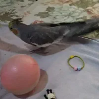 عروس هلندی گمشده|حیوانات|اراک, |دیوار