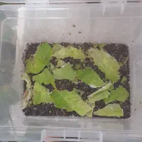 حلزون|خزنده|اندیمشک, |دیوار