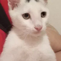 واگذاری گربه dsh