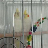 فروش عروس هلندی