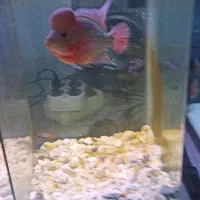 فلاور نر و ماده|ماهی|بندرعباس, |دیوار