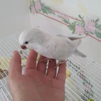 راهب نر