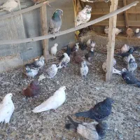 کبوتر تهرانی|پرنده|نسیمشهر, |دیوار