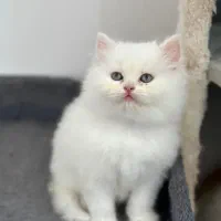 مجموعه گربه پرشین/ بریتیش / اسکاتیش