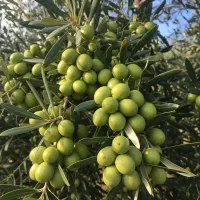 فروش فوری نهال زیتون پرداخت پس از تحویل|گل و گیاه طبیعی|اوز, |دیوار