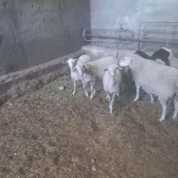 بره نر لاکن شیر مست ۵ ماه دادرن