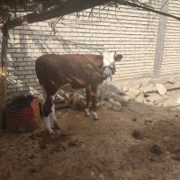 گاو هلشتاین