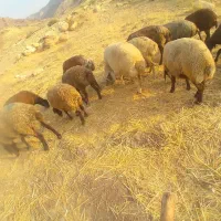 میش آبستن ۳۰ عدد ۴ماه ابستن همه جهال و شیره دار|حیوانات مزرعه|پلدختر, |دیوار