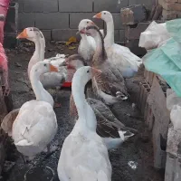 غوقاز ۶عدد|حیوانات مزرعه|گنبد کاووس, |دیوار