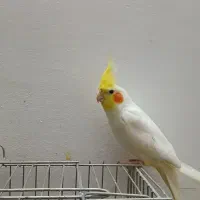 عروس هلندی خونگی یک ساله