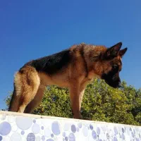 نیازمند سگ ماده شوولاین