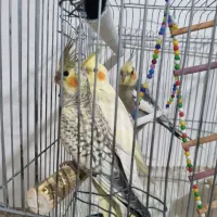 یک جفت عروس هلندی مولد همراه با سه جوجه..|پرنده|باغستان, |دیوار