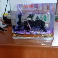 آکواریوم دلسا