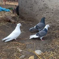 کبوتر پرشی گرفتنی