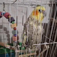 عروس هلندی و طوطی ملنگو|پرنده|گنبد کاووس, |دیوار