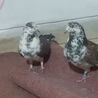 باسلام یک جفت نروماده طرونی به فروش میرسد|پرنده|خمینیشهر, |دیوار