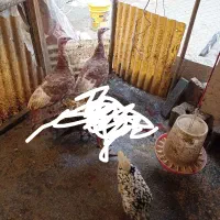 مرغ جوجه بوقلمون اردک