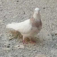 کبوتر  طوقی|پرنده|ایوان, |دیوار