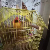 پرنده فنج نرگسی نر و ماده|پرنده|تبریز, |دیوار