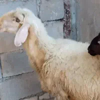 گوسفند