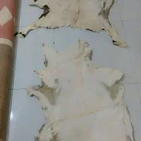 پوست گوساله تودلی زیر انداز|پادری|تهران, استاد معین|دیوار