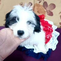 سگ شیتزو نر ۲ نیم ماهه فقط ۵|سگ|رشت, منظریه|دیوار