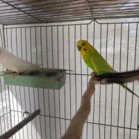 حدود ده جفت مرغ عشق هلندی چشم سرخ همه دستی و مولد