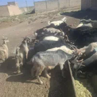14رس بزلری