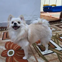 پامر عروسکی