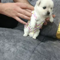 توله شیتزو واکسن زده وشناسنامه دار