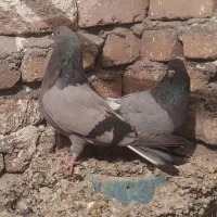 کبوتر|پرنده|بروجرد, |دیوار