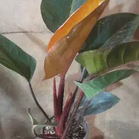 فروش گیاهان آپارتمانی پرریشه شاداب