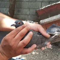 کبوتر مسافتی|پرنده|حویق, |دیوار