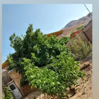 فروش ویلا در روستای سینک افشاریه|فروش خانه و ویلا|خرمدشت, |دیوار