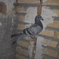 کبوتر|پرنده|گنبد کاووس, |دیوار