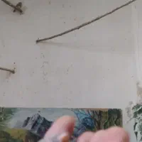 پرنده فنچ|پرنده|قزوین, |دیوار