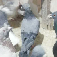 کبوتر دورگ پلاکی|پرنده|شیراز, کاراندیش|دیوار