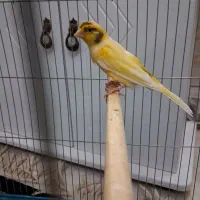 مست مست