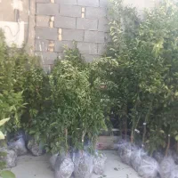 درخت|گل و گیاه طبیعی|آبادان, |دیوار